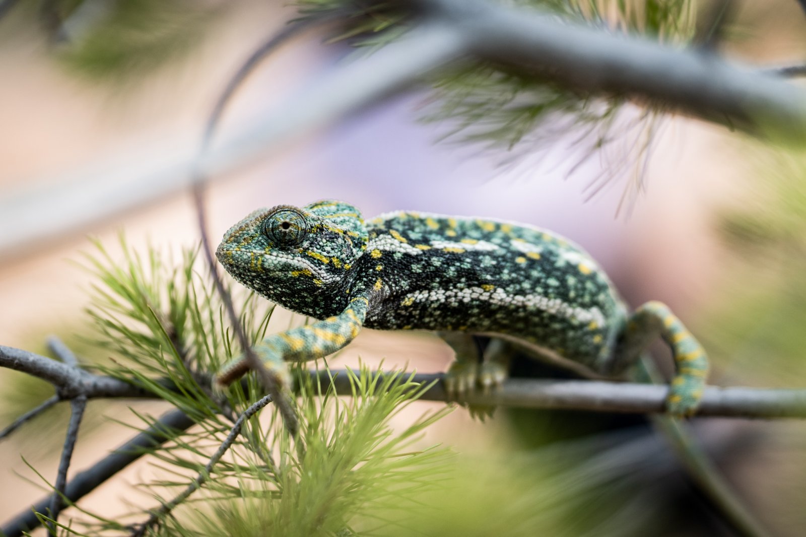 Imagen de la noticia: Málaga suelta seis camaleones y suma 1.156 reintroducciones desde 2011