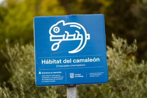 Imagen de la noticia: Málaga suelta seis camaleones y suma 1.156 reintroducciones desde 2011