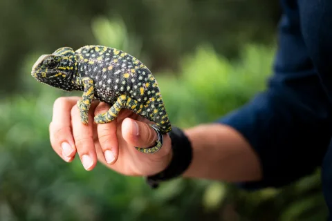 Imagen de la noticia: Málaga suelta seis camaleones y suma 1.156 reintroducciones desde 2011