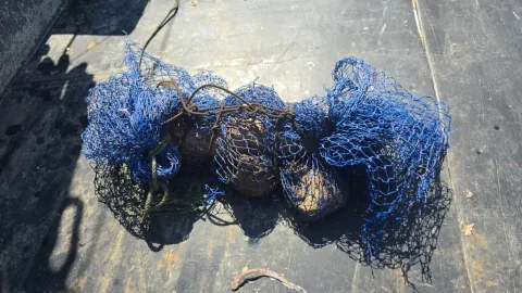 Imagen de la noticia: La Armada neutraliza un proyectil de artillería hallado por un pesquero en Fuengirola