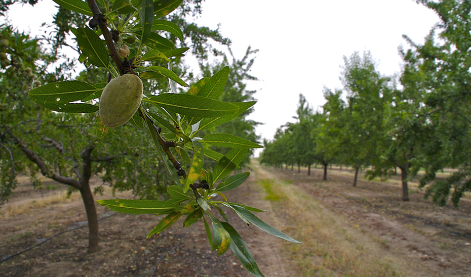 Imagen de la noticia: La Junta destina diez millones a los almendros de Málaga dañados por las heladas