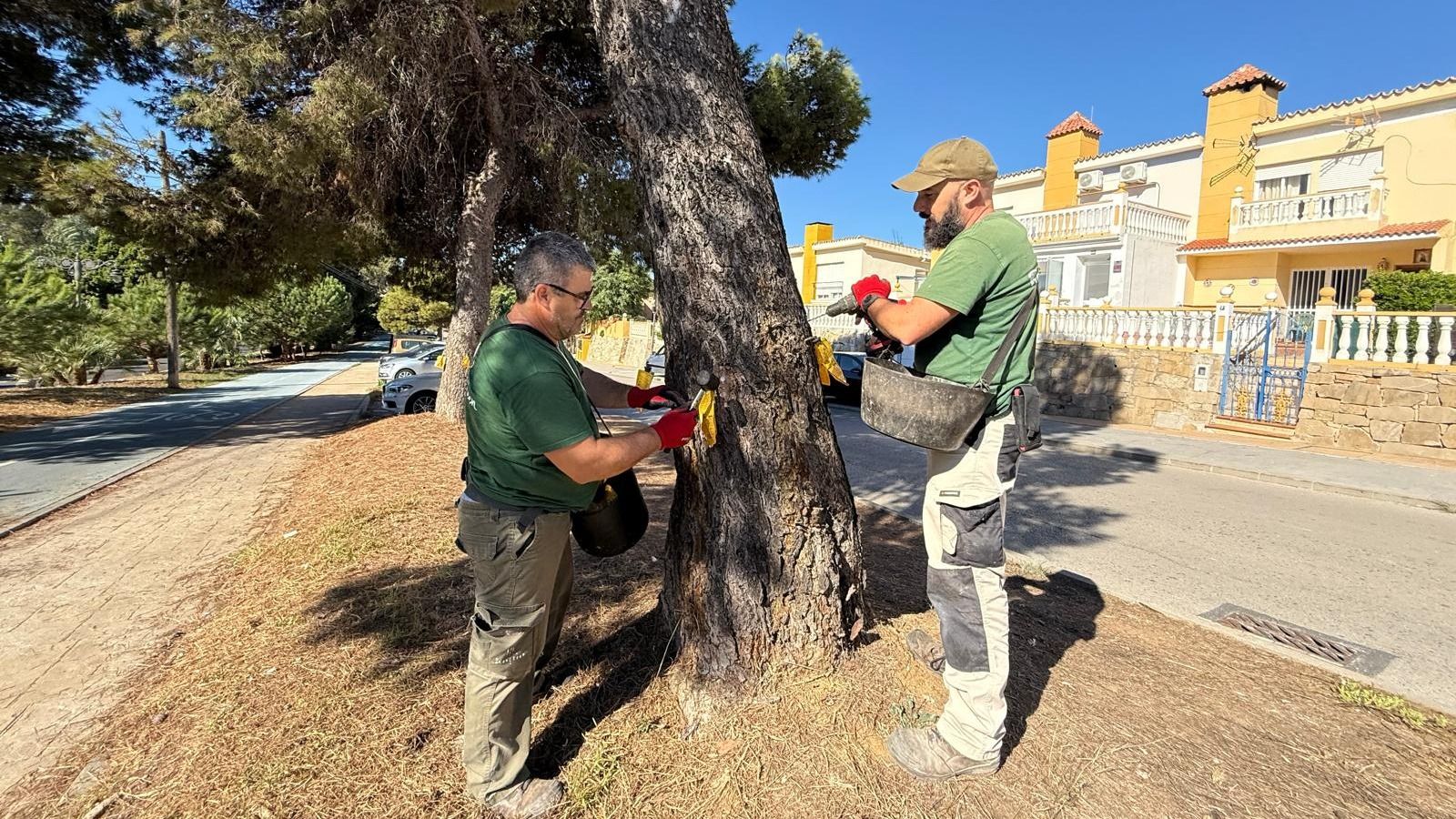 Dos operarios con guantes rojos y camiseta verde colocan una cinta amarilla en el tronco de un pino junto a una calle.